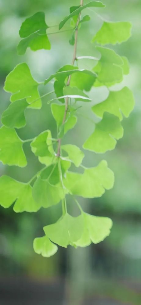 211018绿色树叶护眼壁纸