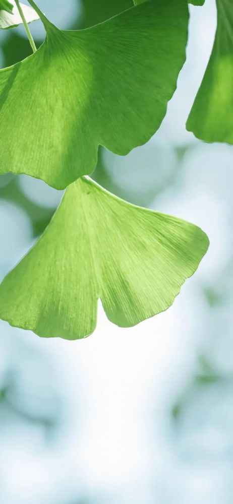 背景 壁纸 绿色 绿叶 树叶 植物 桌面 462_1000 竖版 竖屏 手机
