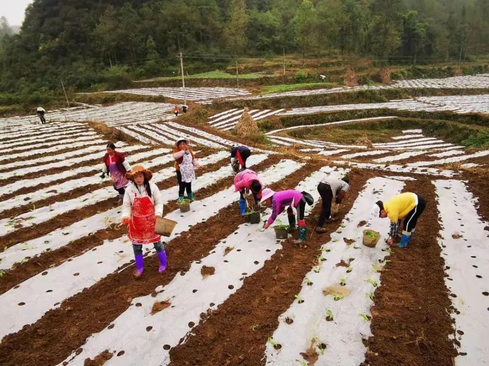 织金县化起镇:青山绿水育新苗,田间地头移栽忙