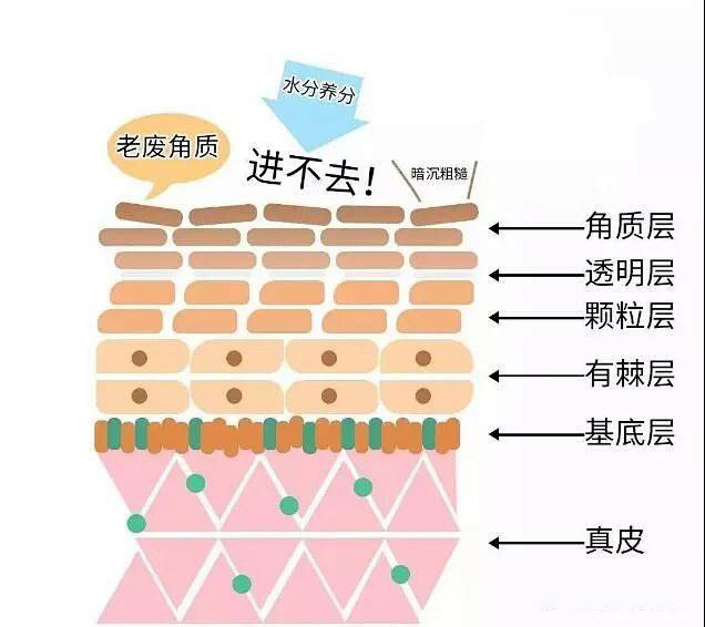 角质层是导致敏感肌的元凶被难伺候的角质层整不会了