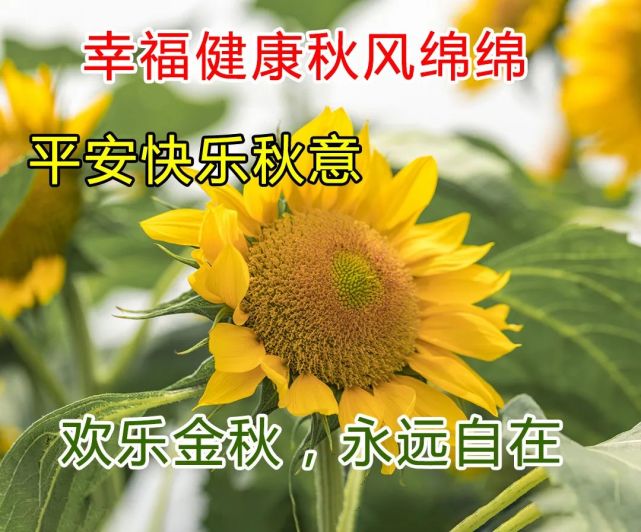 10月19日 早上好!深秋时节,祝愿您幸福健康,平安快乐,永远自在!