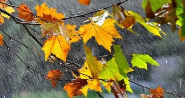 秋雨的美丽句子
