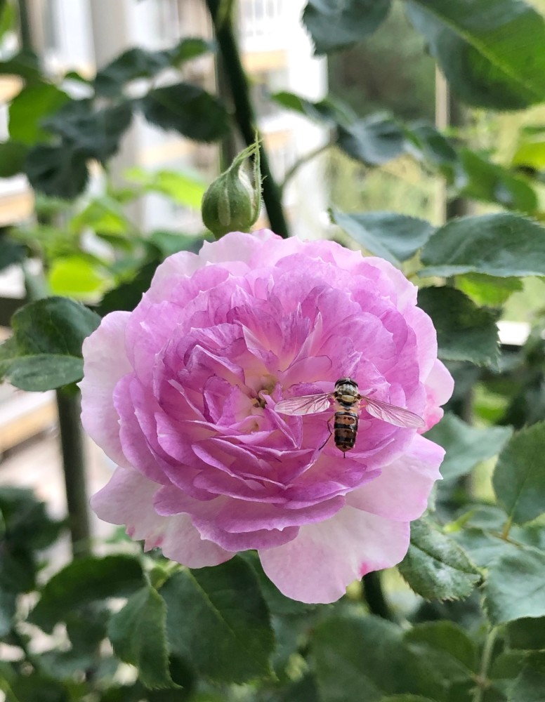 月季花界的"新星"—蓝月石,集颜值,芳香于一身,阳台养