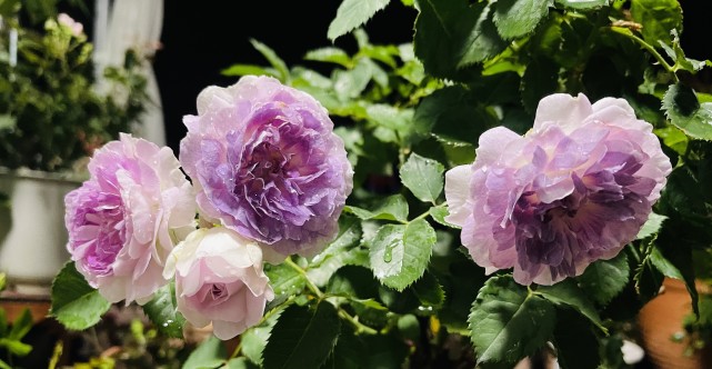 月季花界的"新星"—蓝月石,集颜值,芳香于一身,阳台养