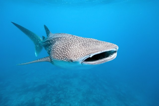 有这样几个真实的故事:在看完《sharkwater》后,曾被鲨鱼咬伤的mike