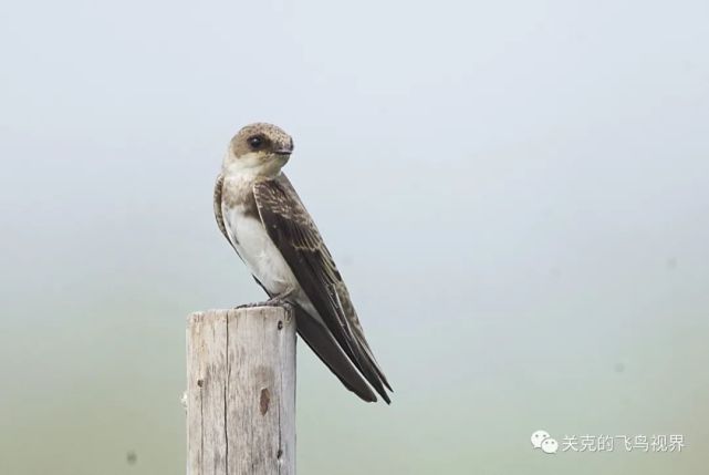 淡色崖沙燕