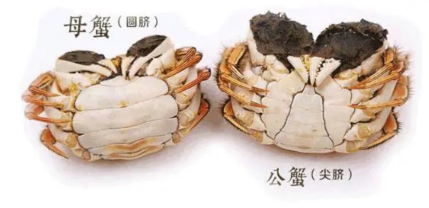 为什么死的螃蟹不能吃?