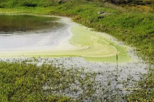 泉水涌出的地方,因地面终年潮湿而成沼泽.