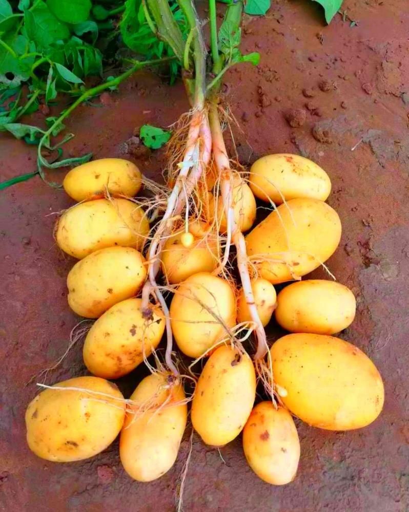 沙漠中的土豆生长状态十分优良,就好像土豆天生就是沙漠的克星.