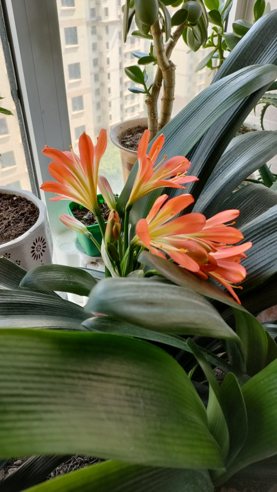 4种富贵花,阳台养一盆好养又聚财,秋天正合适