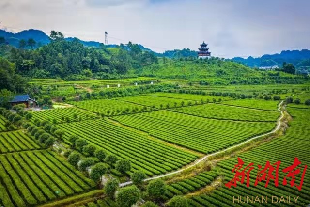 挑担茶叶上北京沅陵碣滩茶成主角热角