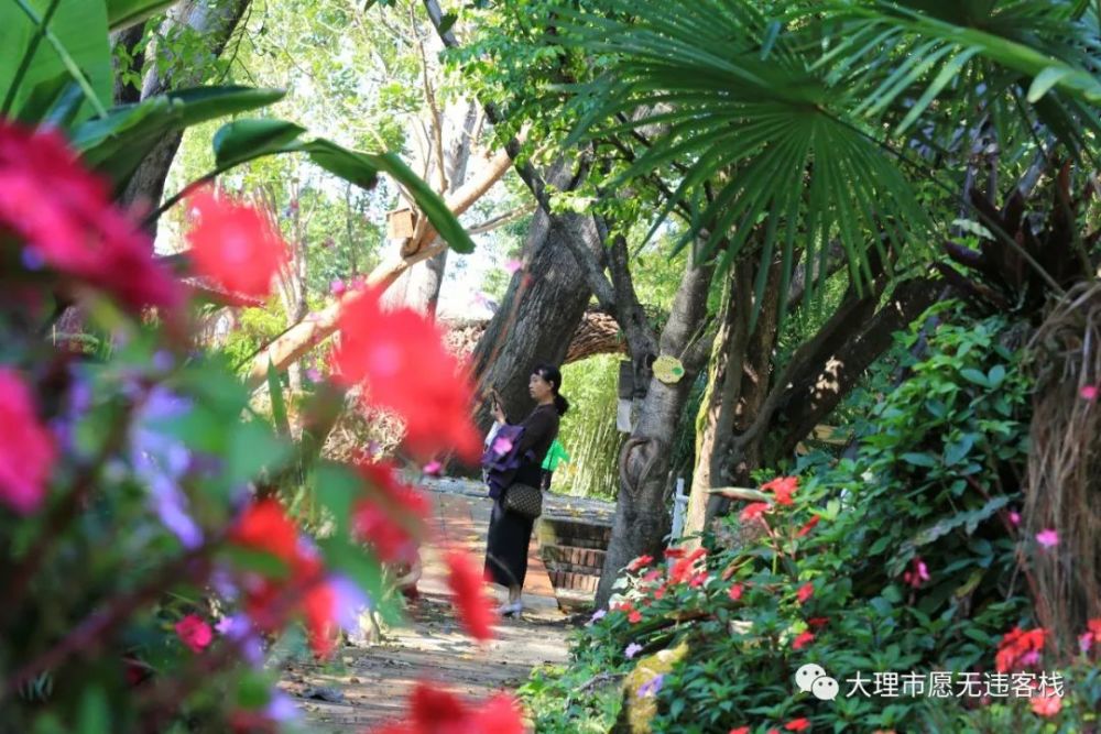 大理苍山植物园:园在花中,花在园里!