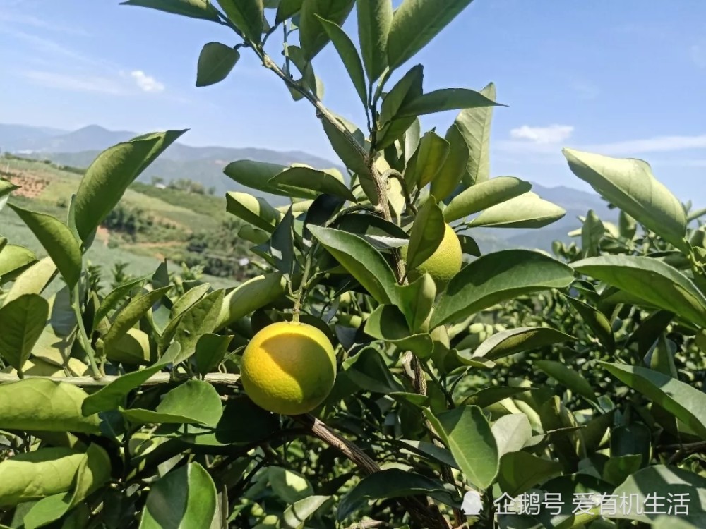 云南哀牢山冰糖橙,果肉晶莹剔透,水润鲜嫩,甜如冰糖,你吃过吗?