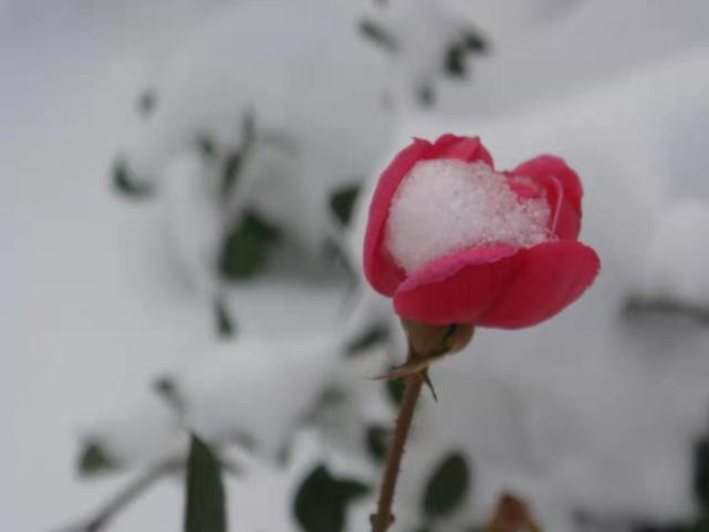 大风来了,雨雪来了,河南的晴天周四回归