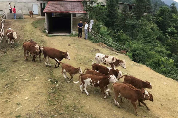 "很多好政策,养牛想不发财都难 新晃步头降乡土鹿坪村有个彩波家庭