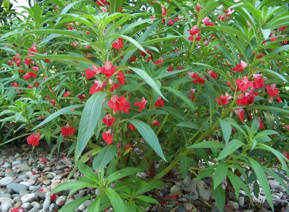 凤仙花果实像地雷女孩常用它的花染指甲有3大价值你知道吗