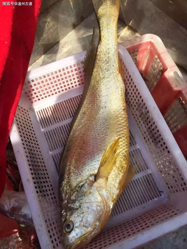 像是此次渔民捕捞到的7斤重的野生大黄鱼,则属于非常罕见一列,卖到4