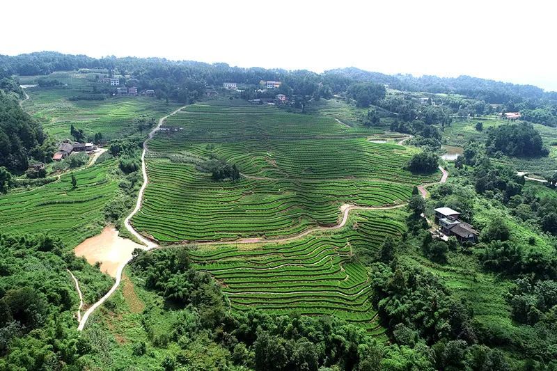 涪陵大顺乡全域土地综合整治获评重庆首届生态保护修复十大案例