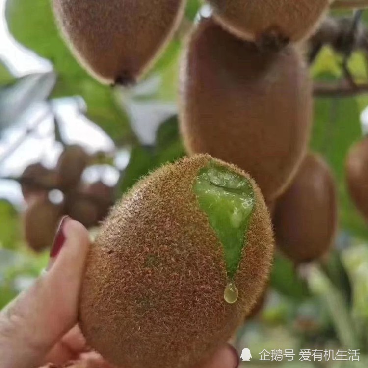 陕西翠香猕猴桃,果香浓郁,香甜爽口,你吃过吗?
