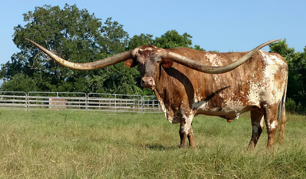 这是一只来自美国阿拉巴马州的德克萨斯长角牛,它的名字叫作威亚.
