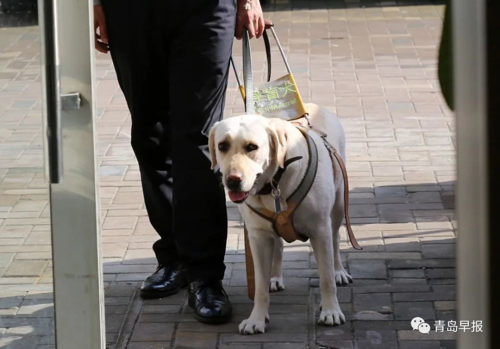 被误解它不"吭声,听到道歉它哭了…岛城导盲犬主人讲述与爱犬的故事