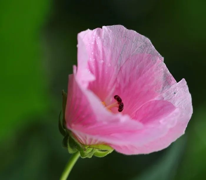 50000株芙蓉盛放成都美醉了