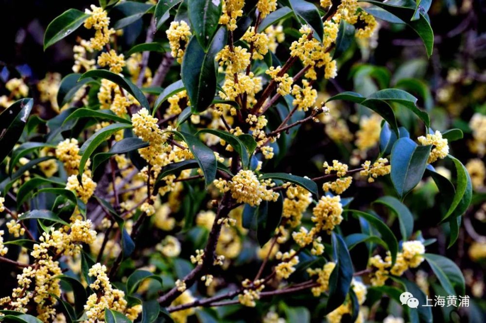 图说黄浦|迟到的桂花分外香,申城桂花进入盛花期