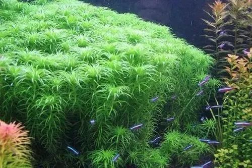 可用来种植在水族箱的水草种类繁多且形态各异,草友们在种植时要根据