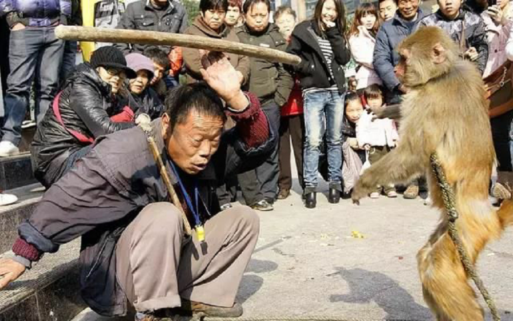 无恶不作,为什么印度人拿它没办法?