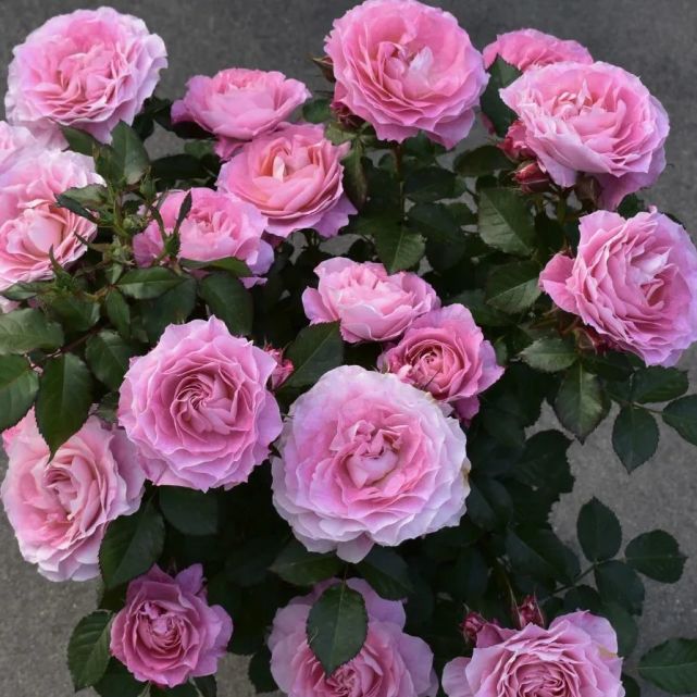 原价:116元伊芙窈窕淑女原价:116元伊芙里奥原价:116元蓝月石56.
