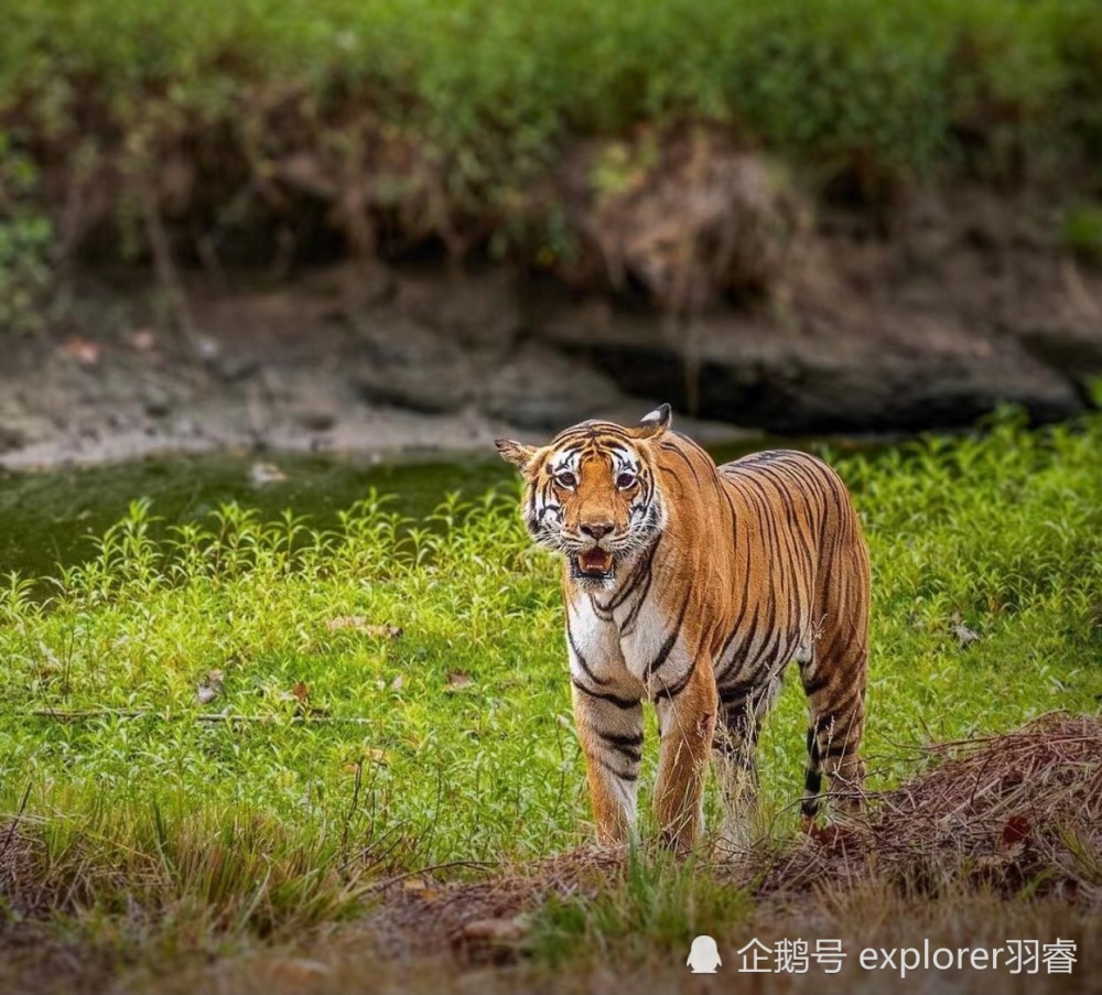 追踪野生孟加拉虎,惊心动魄的老虎探险之旅,这些国家公园值得去