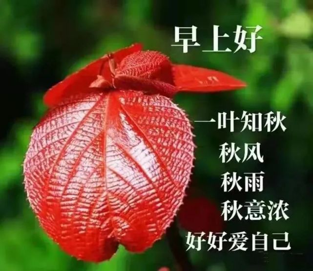 深秋愉快早上好动态表情图片大全,十月早晨好动态祝福