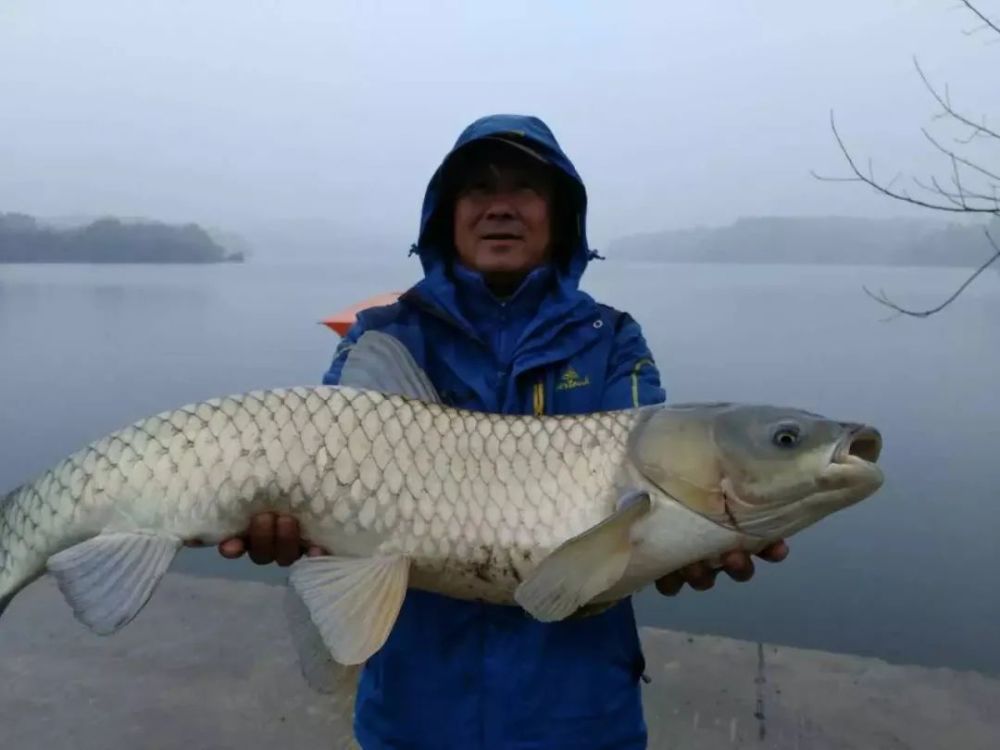 野生草鱼为什么夏季好钓,深秋却难钓?