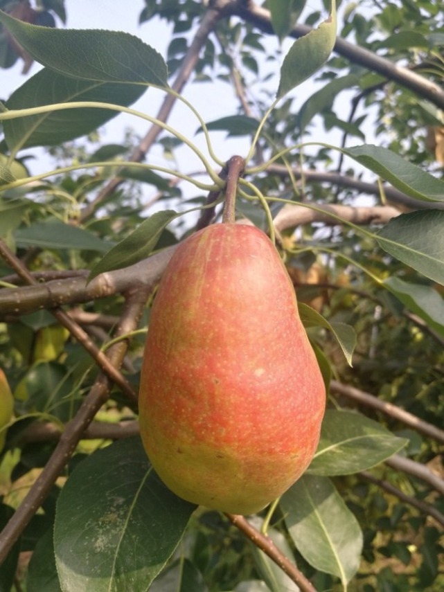 适合黄河故道地区种植的几个特色优质红皮梨品种