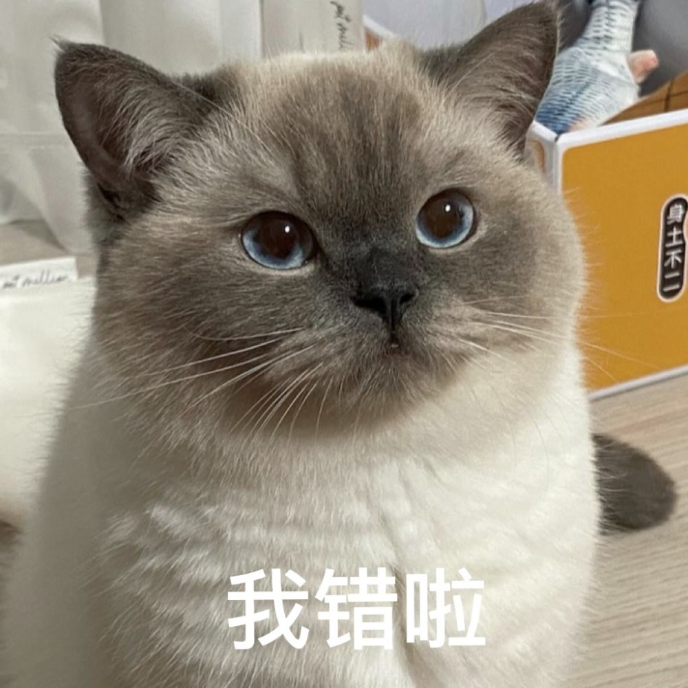 猫猫表情包煤老板可爱子