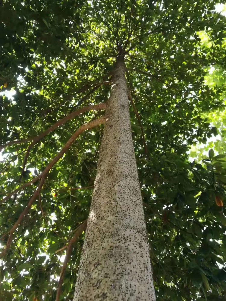 宁波植物|有一种金丝楠木叫"浙江"