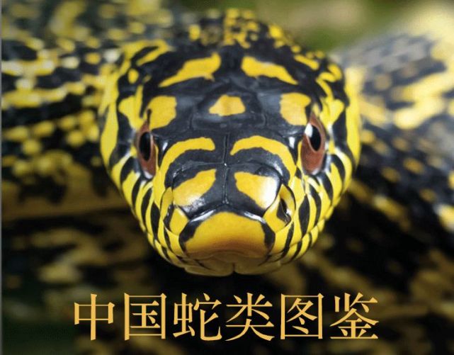 国内最硬核的蛇科普《中国蛇类图鉴》终于揭晓!
