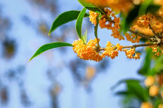 上海首波桂花终于开啦,收好这份赏桂攻略