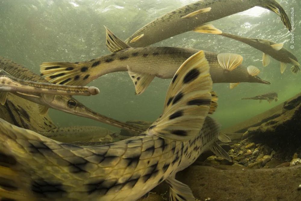 2021年度野生动物摄影师大赛获奖作品城市野生动物水下动物海洋动物