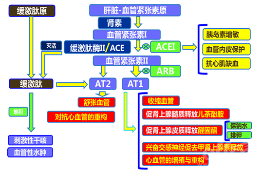 肾病诱发高血压,主要与3方面有关,可首选这5类降压药阻断关键点