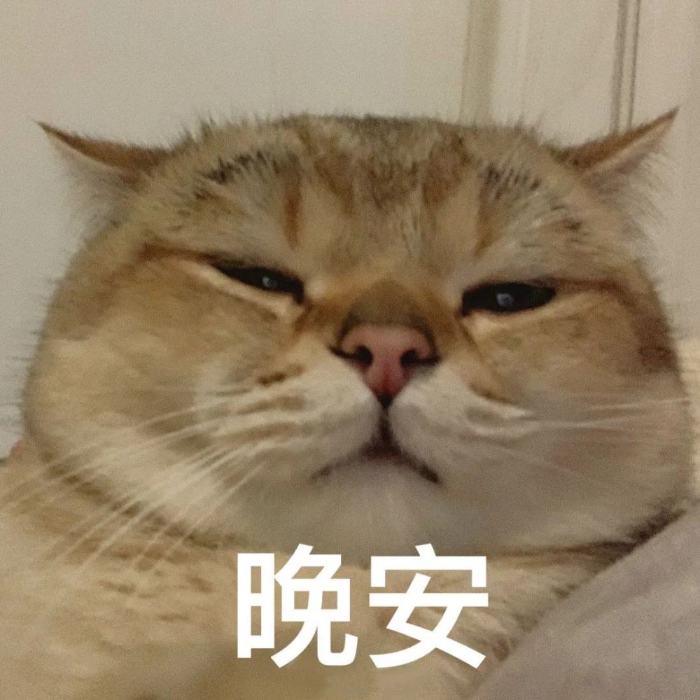 沙雕可爱的猫猫头表情包!速存!