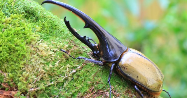 世界上最大的甲虫是哪种有多大