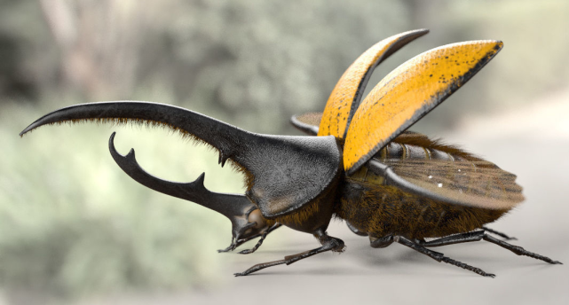世界上最大的甲虫是哪种?有多大?