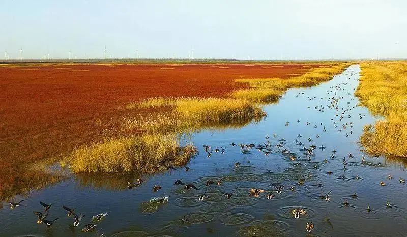 盐城黄海湿地世界自然遗产丨邀您一起来探索