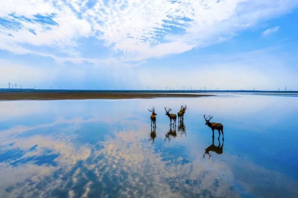 盐城黄海湿地世界自然遗产丨邀您一起来探索