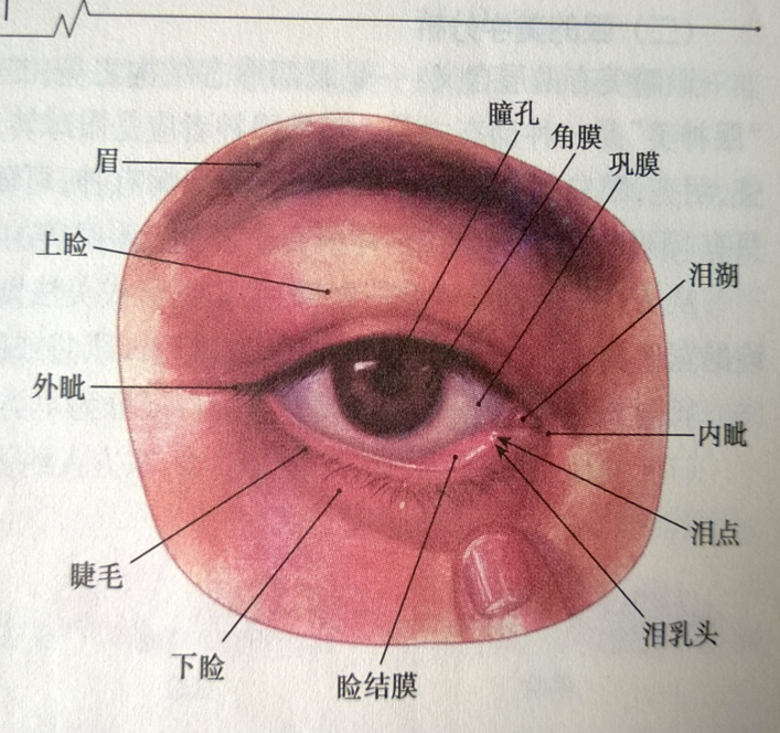 眼睛构造名称以及美学标准:在人们的观念中,单睑(单眼皮)与重睑(双