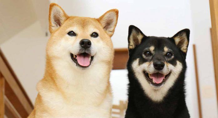 很有可能幼犬长大后变成正常体格的柴犬,在购买时要