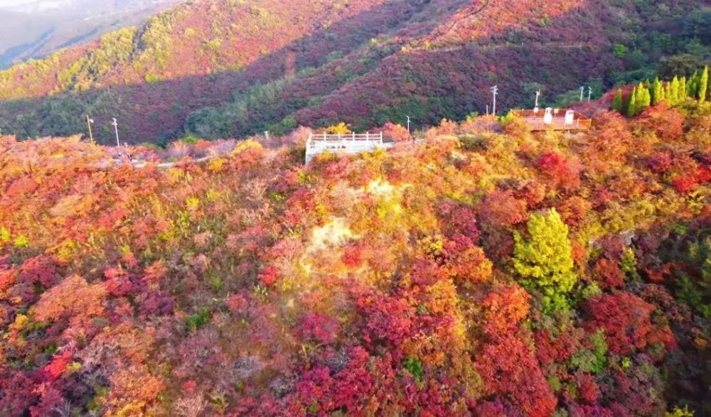 巩义市竹林长寿山:只因红了那满山的叶,才会美了这一季的秋