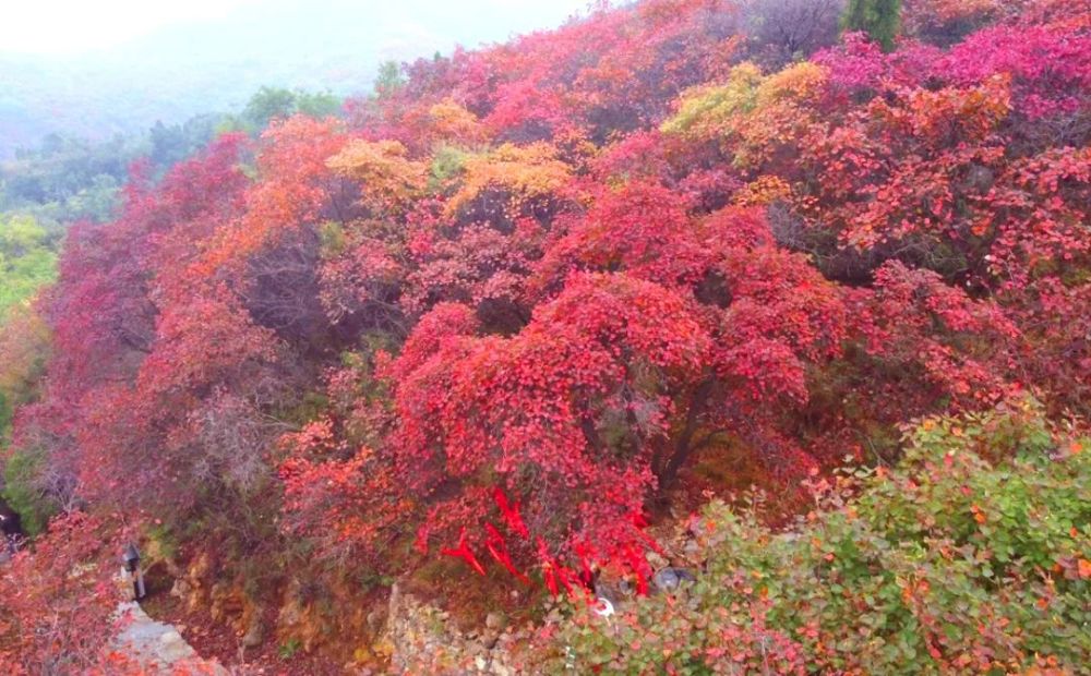 巩义市竹林长寿山:只因红了那满山的叶,才会美了这一季的秋