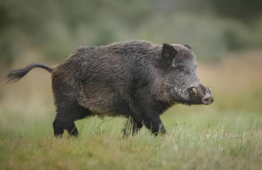 保护野猪20多年后野猪在多地泛滥成灾为何不让吃野猪肉